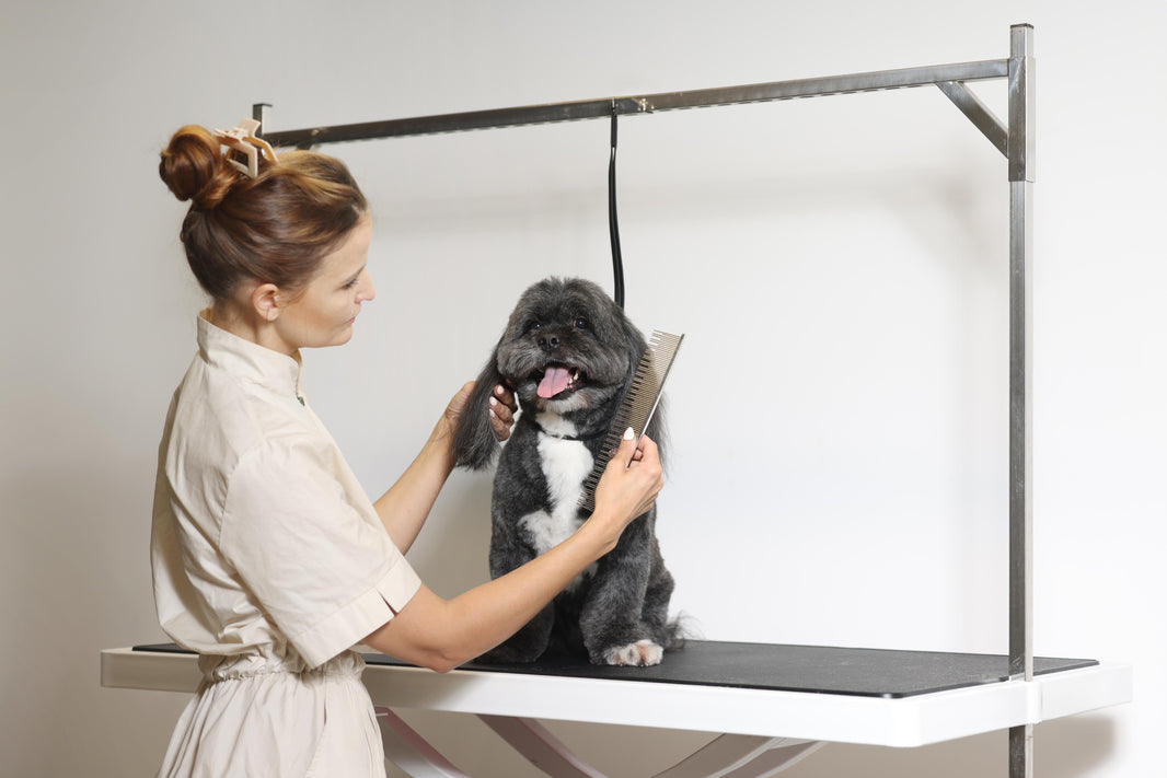 DIY Dog Grooming at Home: Stress-Free Tips