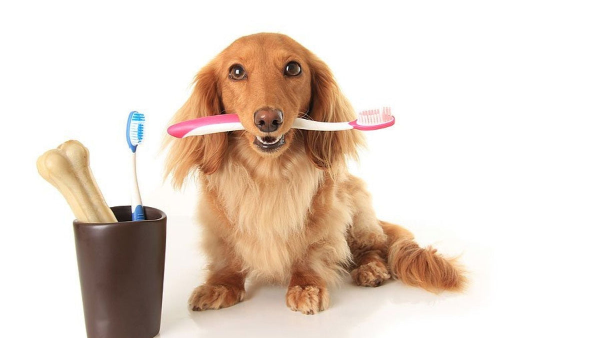 Dog Dental Care at Home: Preventing Tartar Without Stress