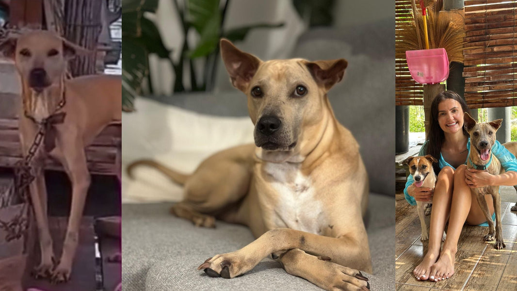 From Chains to Joy: Pupis’ Journey to a Happy Life