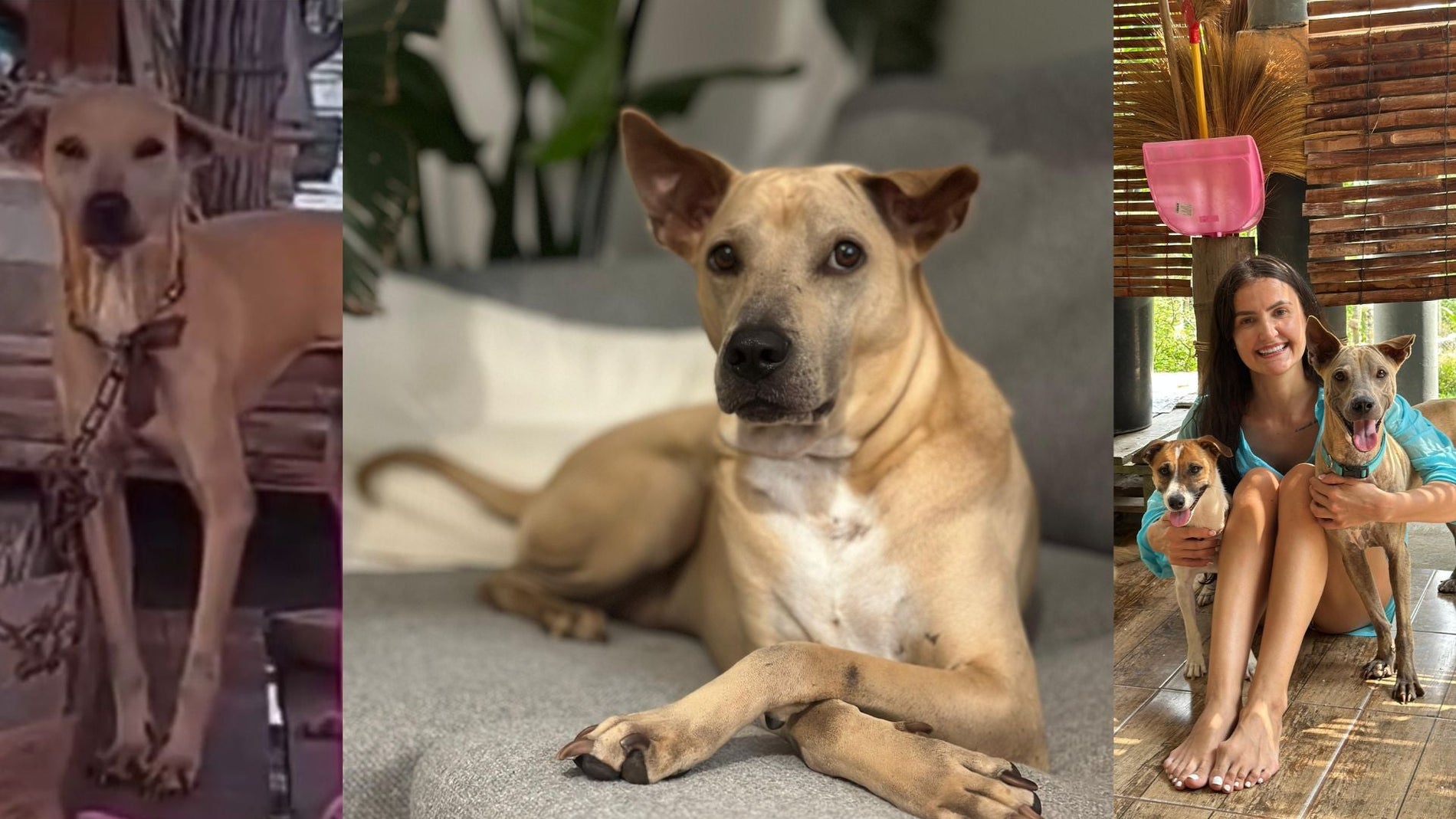 From Chains to Joy: Pupis’ Journey to a Happy Life