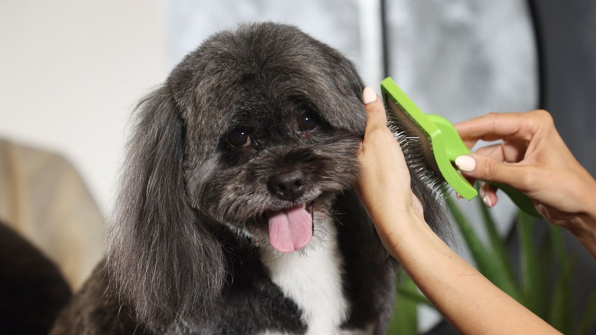 Dog hair loss: what's normal and what's not?