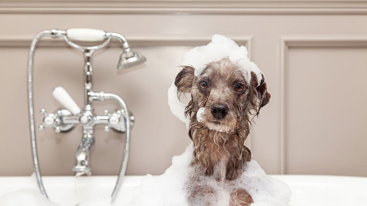 Itchy Skin in Dogs: Can Shampoo Help?