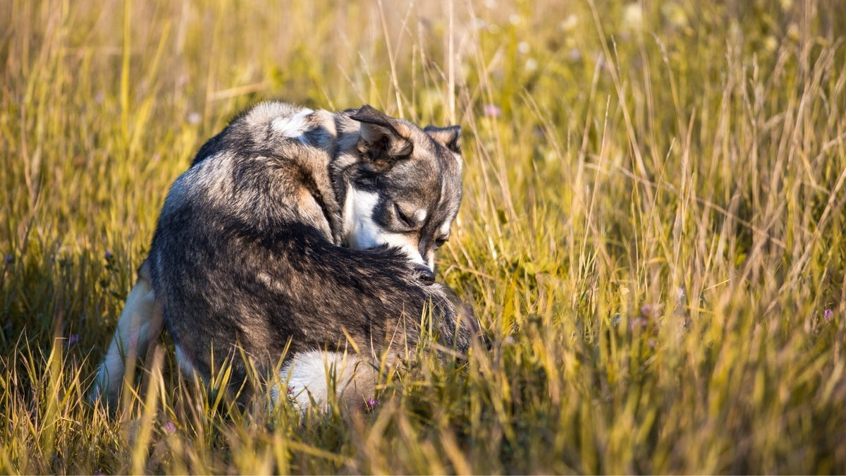 Caring for Dry Skin in Dogs: Shampoo, Conditioner, and More