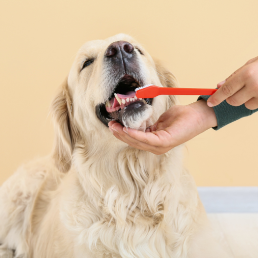 Dog Dental Care at Home: Preventing Tartar Without Stress
