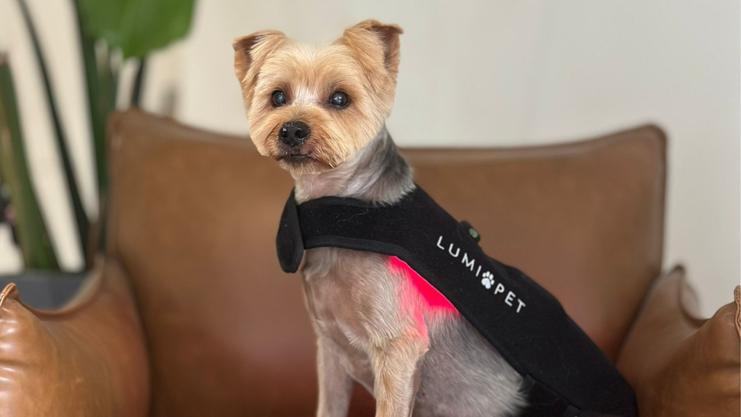 Indoor Activities for Dogs: Fun Ideas for Rainy Days