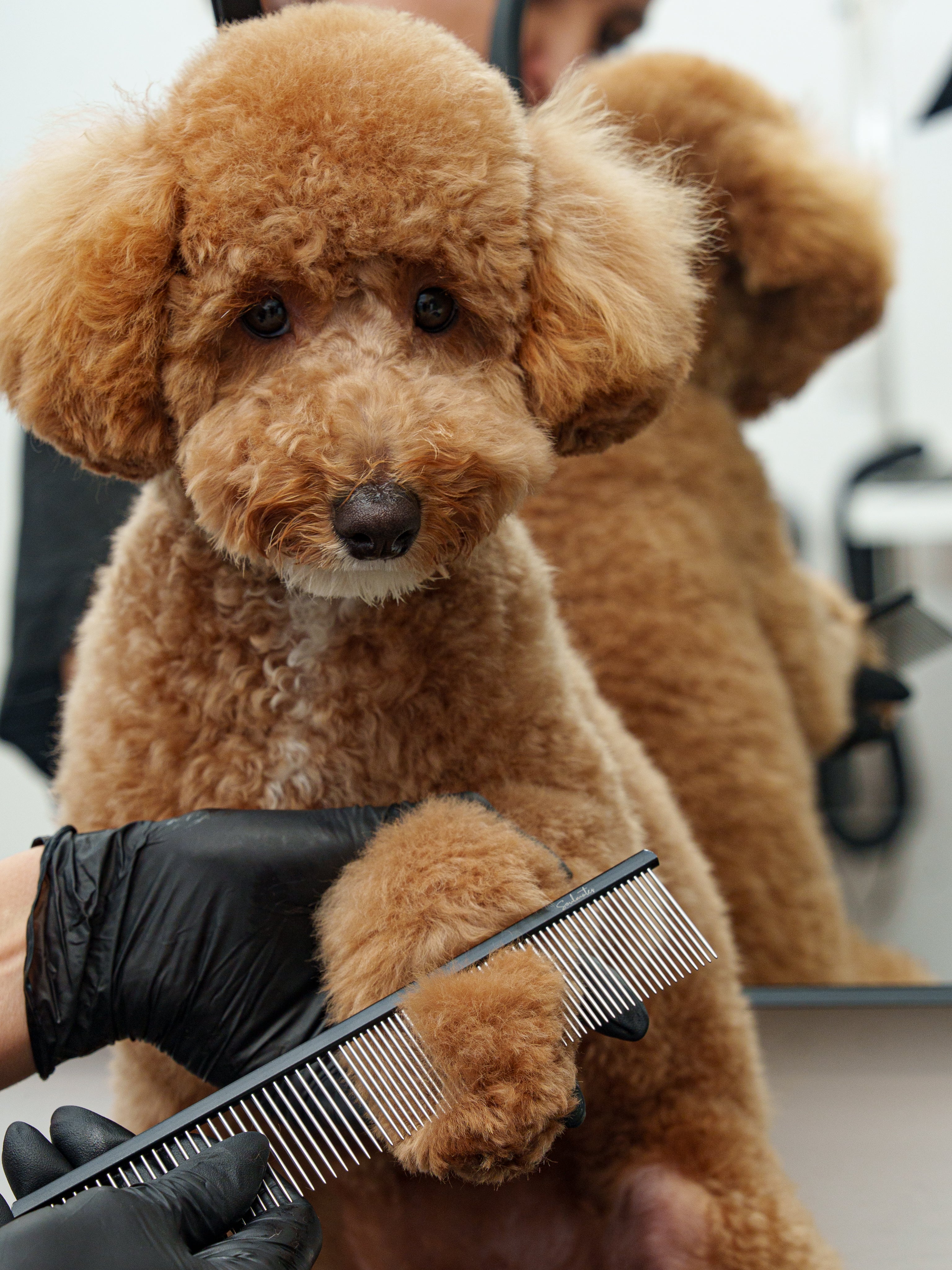 Lightweight Comb with 50/50 Tooth Density - 18,5 cm.